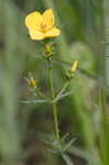 Yellow meadowbeauty